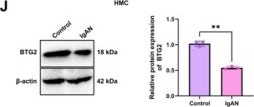 Fig.3.J showing Western Blotting from the publication: Diagnostic potential of B-cell translocation gene 2 in IgA nephropathy: Insights from molecular mechanisms.