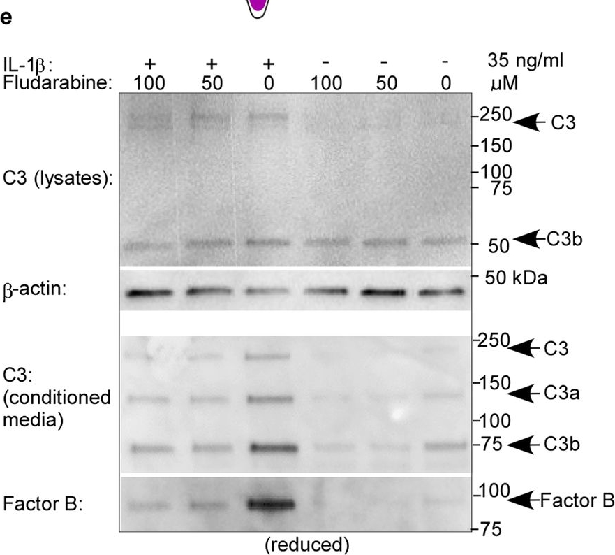Fig.1.E showing Western Blotting from the publication: Inhibition of complement C3 prevents osteoarthritis progression in guinea pigs by blocking STAT1 activation.