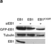 Fig.4.A showing Western Blotting in a Homo sapiens (Human) sample from the publication: Cortical dynamics during cell motility are regulated by CRL3(KLHL21) E3 ubiquitin ligase.
