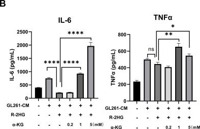 Fig.4.B showing Enzyme-linked immunosorbent assay from the publication: The oncometabolite R-2-hydroxyglutarate inhibits microglial activation via the FTO/NF-κB pathway.