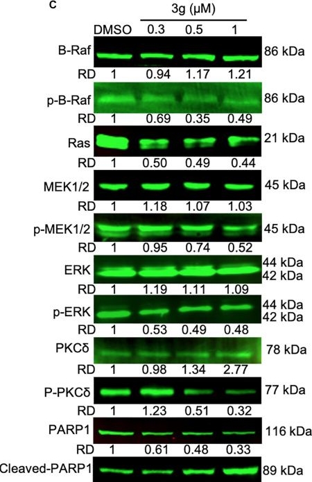 Fig.5.C showing Western Blotting in a Homo sapiens (Human) sample from the publication: Design, Synthesis, and Antileukemic Evaluation of a Novel Mikanolide Derivative Through the Ras/Raf/MEK/ERK Pathway.