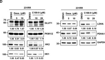Fig.5.D showing Western Blotting in a Homo sapiens (Human) sample from the publication: Targeting SRC/STAT3 Signaling Impairs Cancer Stem Cell Activity by Downregulation of Hexokinase-2 in Radioresistant Triple-Negative Breast Cancer Cells.