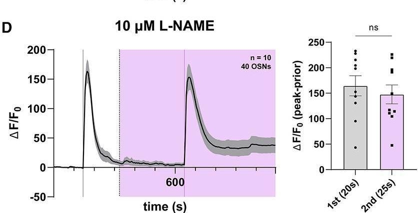 Fig.3.D showing Flow cytometry/Cell sorting from the publication: Modulation of the NO-cGMP pathway has no effect on olfactory responses in the Drosophila antenna.