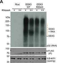 Fig.1.A showing Western Blotting from the publication: Medulloblastoma-associated DDX3 variant selectively alters the translational response to stress.
