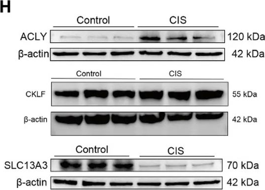 Fig.8.H showing Western Blotting from the publication: Integrating Bulk and Single-Cell RNA Sequencing Identifies and Validates Lactylation-Related Signatures in Acute Kidney Injury.
