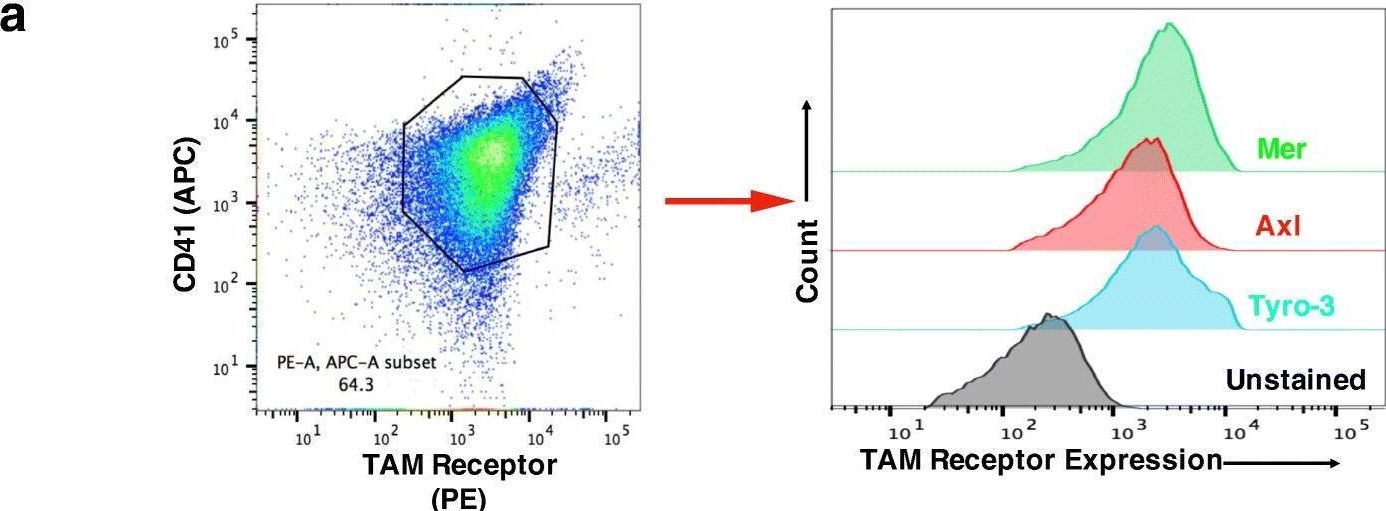 Fig.1.A showing Flow cytometry/Cell sorting in a Homo sapiens (Human) sample from the publication: Tyro3, Axl, and Mertk receptors differentially participate in platelet activation and thrombus formation.