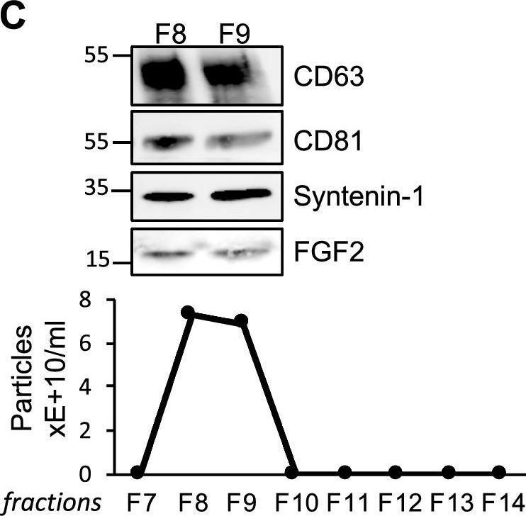 Fig.1.C showing Western Blotting from the publication: Fibroblast growth factor-2 bound to specific dermal fibroblast-derived extracellular vesicles is protected from degradation.