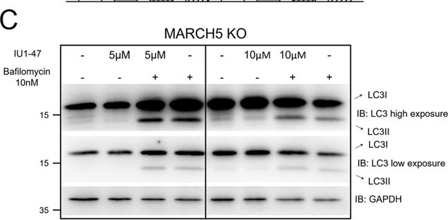 Fig.4.C showing Western Blotting from the publication: USP14 inhibition enhances Parkin-independent mitophagy in iNeurons.