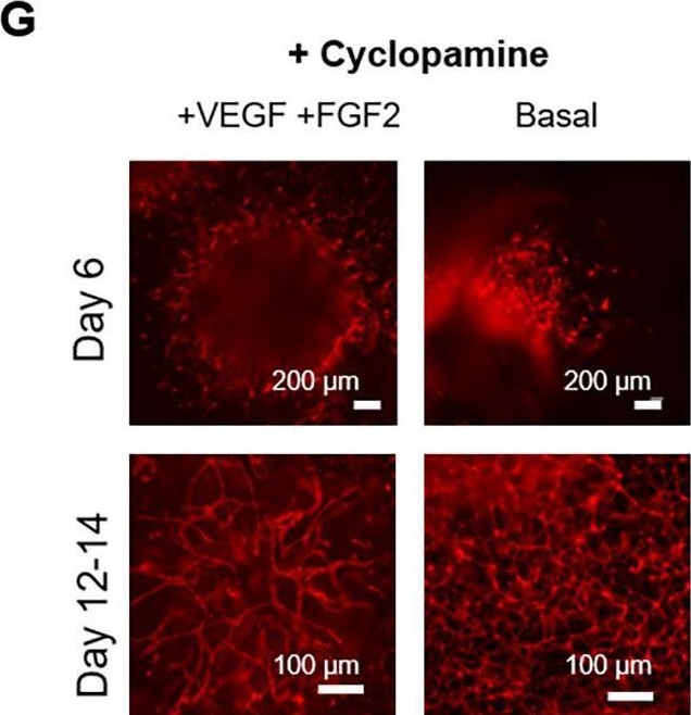 Fig.7.G from the publication: Direct differentiation of human pluripotent stem cells into vascular network along with supporting mural cells.