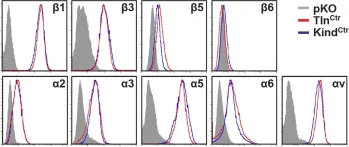 Fig.1.A showing Flow cytometry/Cell sorting in a Mus musculus (House mouse) sample from the publication: Kindlin-2 cooperates with talin to activate integrins and induces cell spreading by directly binding paxillin.