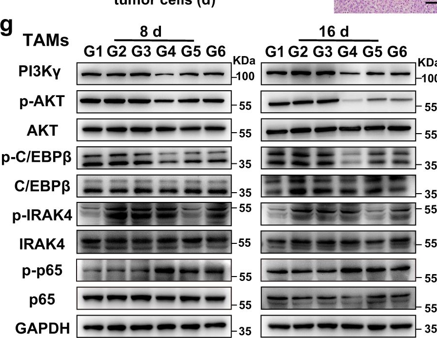 Fig.7.G showing Western Blotting in a Mus musculus (House mouse) sample from the publication: Bacterial protoplast-derived nanovesicles carrying CRISPR-Cas9 tools re-educate tumor-associated macrophages for enhanced cancer immunotherapy.