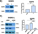 Fig.2.E showing Western Blotting from the publication: Cleavage of the extracellular domain of junctional adhesion molecule-A is associated with resistance to anti-HER2 therapies in breast cancer settings.