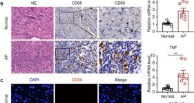 CD68 (D4B9C) Rabbit Monoclonal Antibody (BSA and Azide Free