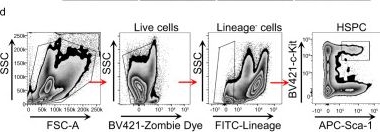 Fig.2.D showing Flow cytometry/Cell sorting from the publication: Senescent immune cells accumulation promotes brown adipose tissue dysfunction during aging.