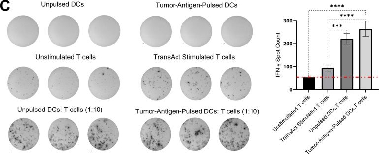 Fig.2.C from the publication: Modified Hematopoietic Stem Cell-Derived Dendritic Cell Therapy Retained Tumor-Inhibitory Function and Led to Regression of Primary and Metastatic Pancreatic Tumors in Humanized Mouse Models.