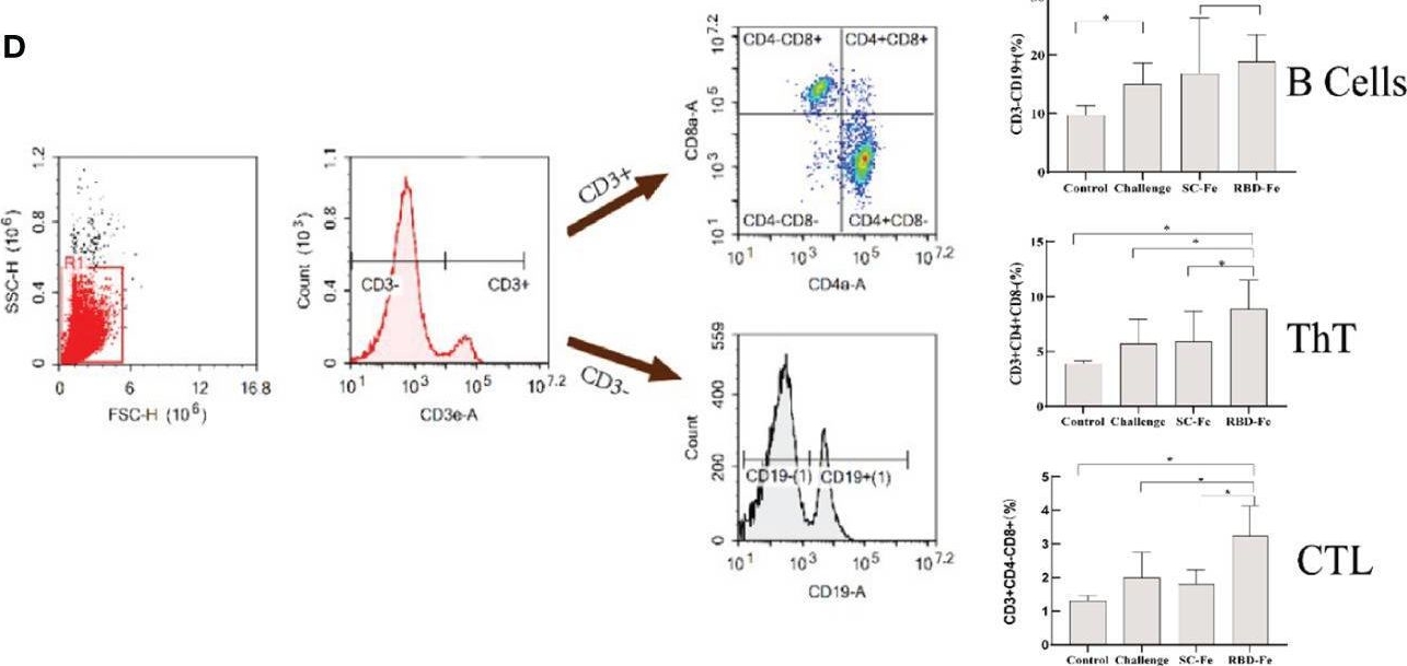 Fig.3.D showing Flow cytometry/Cell sorting in a Mus musculus (House mouse) sample from the publication: Nanoparticle vaccines based on the receptor binding domain of porcine deltacoronavirus elicit robust protective immune responses in mice.