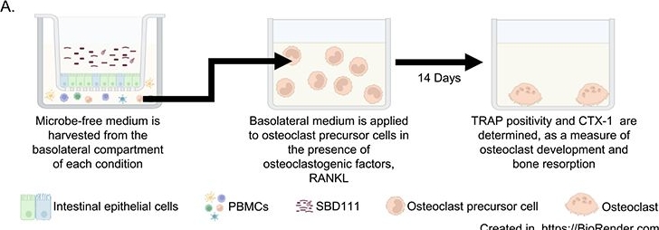 Fig.5.A from the publication: A synbiotic medical food improves gut barrier function, reduces immune responses, and inhibits osteoclast activity in models of postmenopausal bone loss aligned with clinical outcomes.