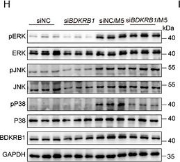 Fig.5.H showing Western Blotting from the publication: Epidermal METTL1-Mediated m7G Modification Drives Psoriatic Inflammation by Stabilizing Bdkrb1 and Orchestrating Neutrophil Recruitment.