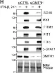 Fig.1.H showing Western Blotting from the publication: The mRNA Cap 2'-O-Methyltransferase CMTR1 Regulates the Expression of Certain Interferon-Stimulated Genes.