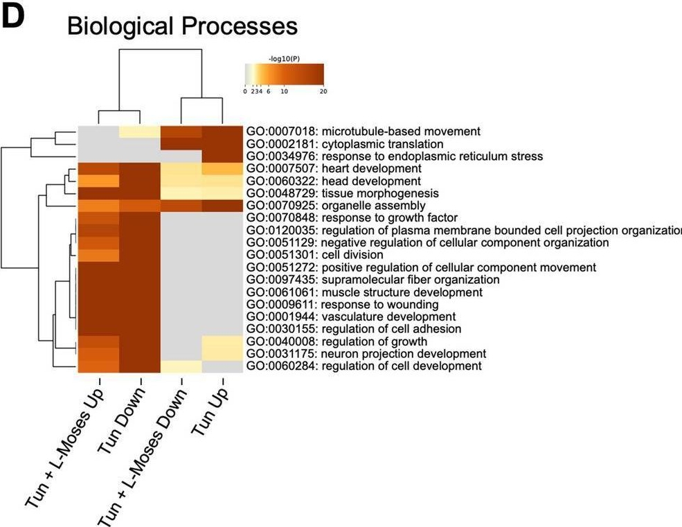 Fig.6.D from the publication: CRISPR-Cas9 genetic screen leads to the discovery of L-Moses, a KAT2B inhibitor that attenuates Tunicamycin-mediated neuronal cell death.