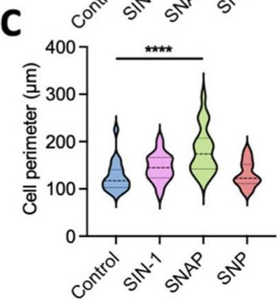 Fig.1.C from the publication: Combined Pharmacological Conditioning of Endothelial Cells for Improved Vascular Graft Endothelialization.