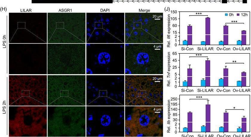 ASGR1 antibodies - Antibody search engine - CiteAb