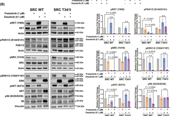 Fig.4.B showing Western Blotting in a Homo sapiens (Human) sample from the publication: Dual targeting of RET and SRC synergizes in RET fusion-positive cancer cells.