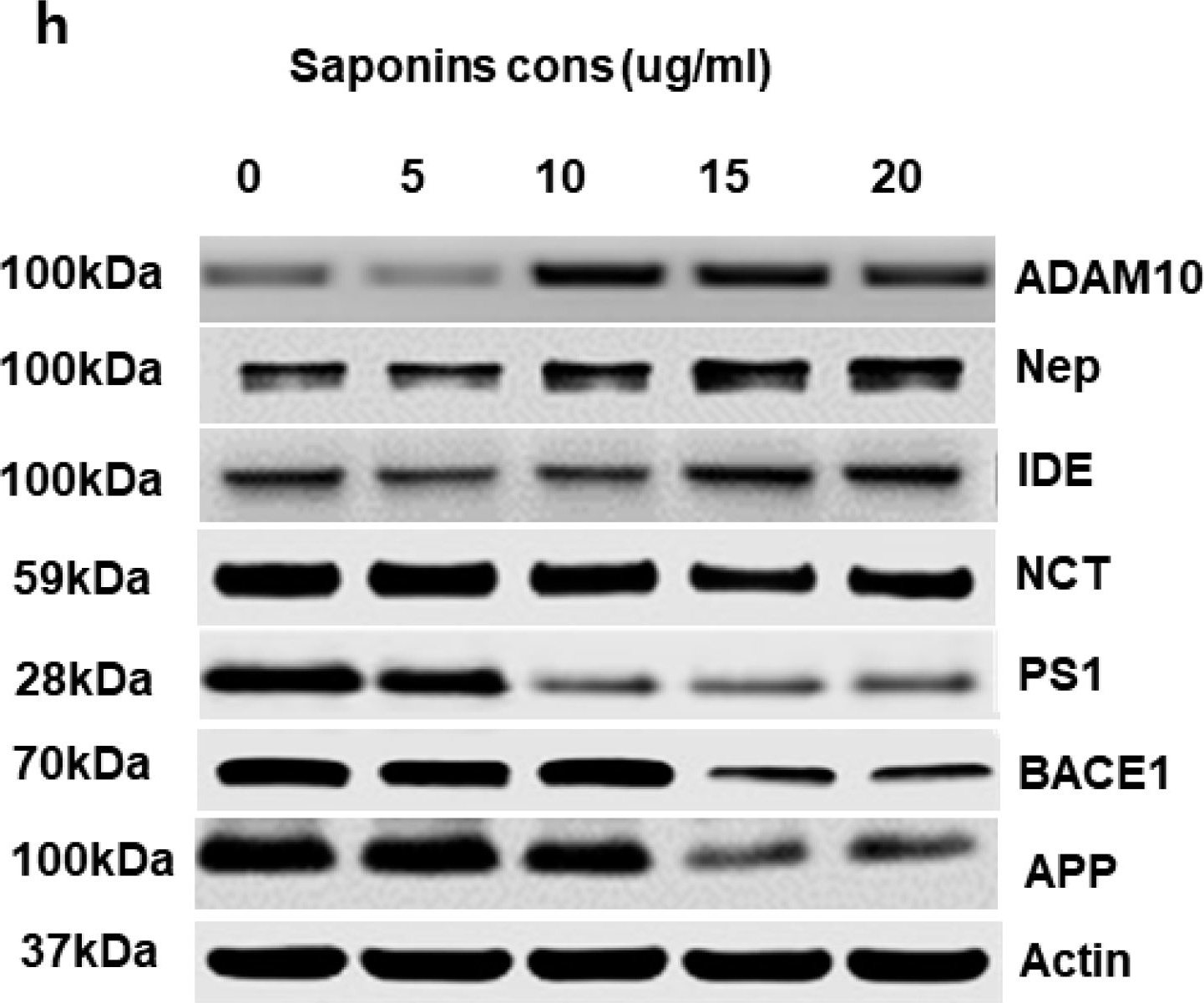 Fig.8.H showing Western Blotting in a Mus musculus (House mouse) sample from the publication: Green Tea Seed Isolated Theasaponin E1 Ameliorates AD Promoting Neurotoxic Pathogenesis by Attenuating Aβ Peptide Levels in SweAPP N2a Cells.