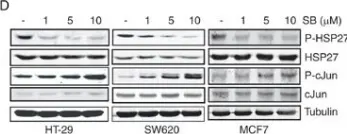 Fig.1.D showing Western Blotting from the publication: Inhibition of p38 MAPK sensitizes tumour cells to cisplatin-induced apoptosis mediated by reactive oxygen species and JNK.