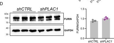 Fig.6.D showing Western Blotting in a Homo sapiens (Human) sample from the publication: Fundamental and unique roles of PLAC1 in the regulation of rat and human trophoblast cell development.