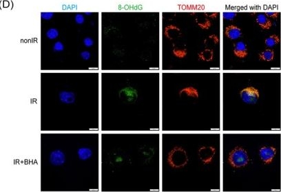 Fig.5.D showing Immunocytochemistry-immunofluorescence in a Mus musculus (House mouse) sample from the publication: Irradiated Liver Cancer Cell Vaccine Transfected With GM-CSF Induces Specific and Long-Lasting Anti-tumour Immunity Through the Synergistic Effect of Oxidised mtDNA and GM-CSF.