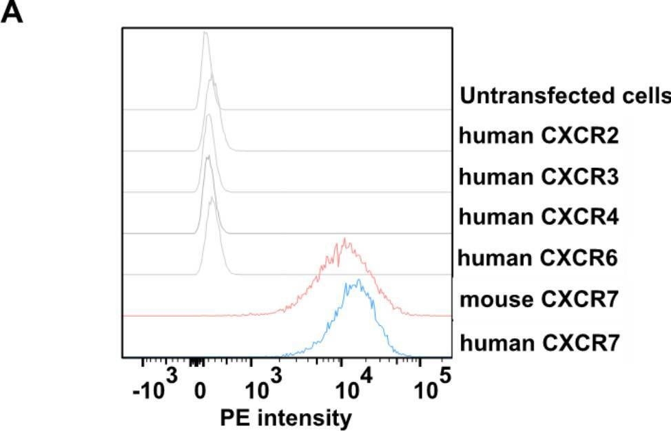 Fig.1.A showing Flow cytometry/Cell sorting in a Mus musculus (House mouse) sample from the publication: Chemokine receptor CXCR7 antagonism ameliorates cardiac and renal fibrosis induced by mineralocorticoid excess.