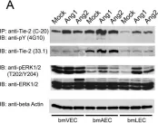 Fig.3.A showing Western Blotting from the publication: Differential response of lymphatic, venous and arterial endothelial cells to angiopoietin-1 and angiopoietin-2.