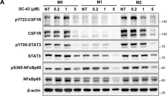 Fig.5.A showing Western Blotting from the publication: Targeting pathogenic macrophages by the application of SHP-1 agonists reduces inflammation and alleviates pulmonary fibrosis.
