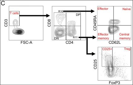 Fig.2.C showing Flow cytometry/Cell sorting in a Mus musculus (House mouse) sample from the publication: Characterizing the myeloid and lymphoid immune response in a porcine model of pulmonary ischemia-reperfusion injury through flow cytometry.