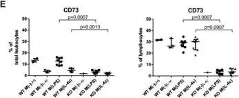 Fig.5.E showing Flow cytometry/Cell sorting in a Mus musculus (House mouse) sample from the publication: CD73 Activity is Dispensable for the Polarization of M2 Macrophages.