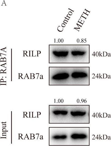 Fig.6.A showing Western Blotting from the publication: Methamphetamine and Methamphetamine-Induced Neuronal Exosomes Modulate the Activity of Rab7a via PTEN to Exert an Influence on the Disordered Autophagic Flux Induced in Neurons.