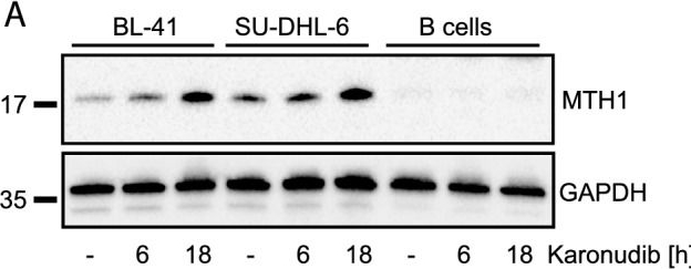 Fig.3.A showing Western Blotting from the publication: Karonudib has potent anti-tumor effects in preclinical models of B-cell lymphoma.
