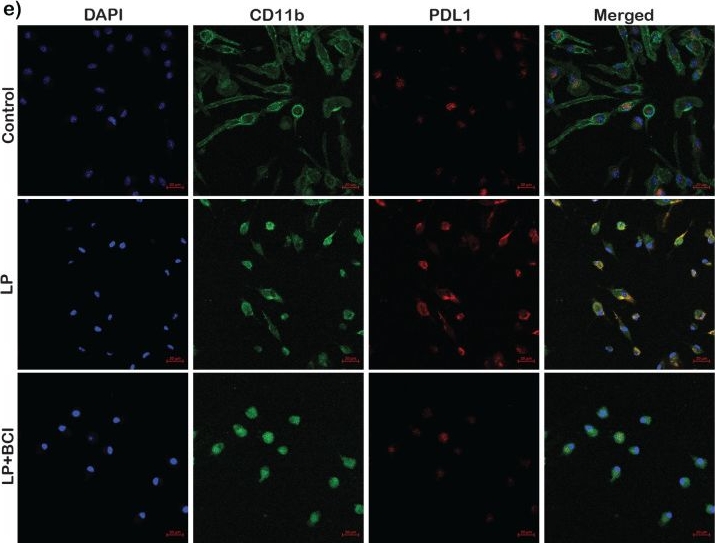 Fig.11.E showing Immunocytochemistry-immunofluorescence in a Mus musculus (House mouse) sample from the publication: Role of dual specificity phosphatase 1 in influencing inflammatory pathways in macrophages modulated by Borrelia burgdorferi lipoproteins.