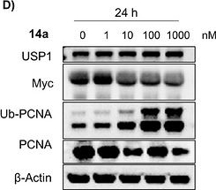 Fig.4.D showing Western Blotting from the publication: Discovery of a Potent Fluorescence Polarization Probe for Identifying USP1 Allosteric Inhibitors.