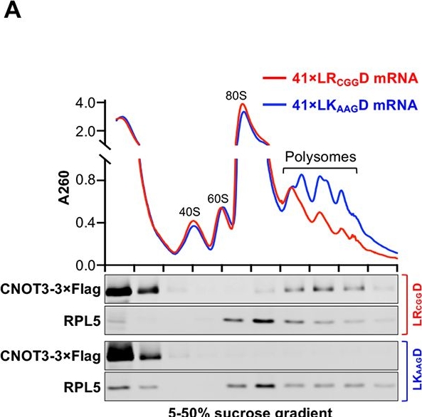 Fig.3.A showing Western Blotting from the publication: Specific tRNAs promote mRNA decay by recruiting the CCR4-NOT complex to translating ribosomes.