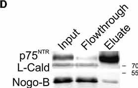 Fig.2.D showing Western Blotting in a Mus musculus (House mouse) sample from the publication: Schwann Cell Expressed Nogo-B Modulates Axonal Branching of Adult Sensory Neurons Through the Nogo-B Receptor NgBR.