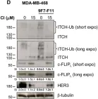 Fig.5.D showing Western Blotting from the publication: ITCH-dependent proteasomal degradation of c-FLIP induced by the anti-HER3 antibody 9F7-F11 promotes DR5/caspase 8-mediated apoptosis of tumor cells.