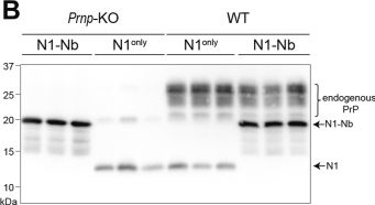 Fig.3.B showing Western Blotting in a Mus musculus (House mouse) sample from the publication: Nanobody fusion enhances production of difficult-to-produce secretory proteins.
