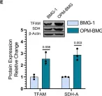 Fig.2.E showing Western Blotting from the publication: Mitochondrial uncoupler DNP induces coexistence of dual-state hyper-energy metabolism leading to tumor growth advantage in human glioma xenografts.