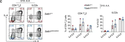 Fig.5.C showing Flow cytometry/Cell sorting from the publication: Identification of a novel enhancer essential for Satb1 expression in TH2 cells and activated ILC2s.