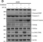 Fig.6.D showing Western Blotting in a Homo sapiens (Human) sample from the publication: ATM inhibitor KU60019 synergistically sensitizes lung cancer cells to topoisomerase II poisons by multiple mechanisms.