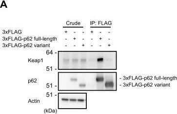 Negative Regulation of the Keap1-Nrf2 Pathway by a p62/Sqstm1 Splicing Variant.