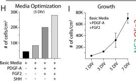 Fig.1.H from the publication: Directed differentiation of functional corticospinal-like neurons from endogenous SOX6+/NG2+ cortical progenitors.