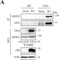 Fig.5.A showing Western Blotting in a Sus scrofa (Wild pig) sample from the publication: The tegument protein VP22 of pseudorabies virus inhibits cGAS condensation by inducing nuclear-to-cytoplasmic translocation of DDX21.